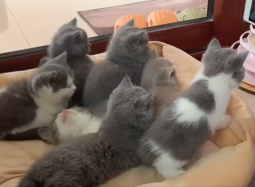 子猫の集団