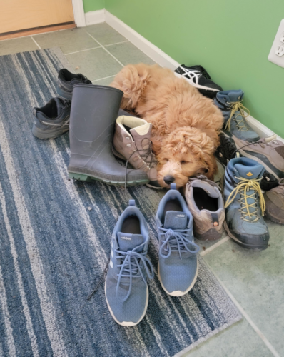 靴に囲まれて眠る子犬