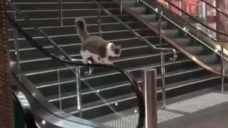 エスカレーターの手すりに乗る猫