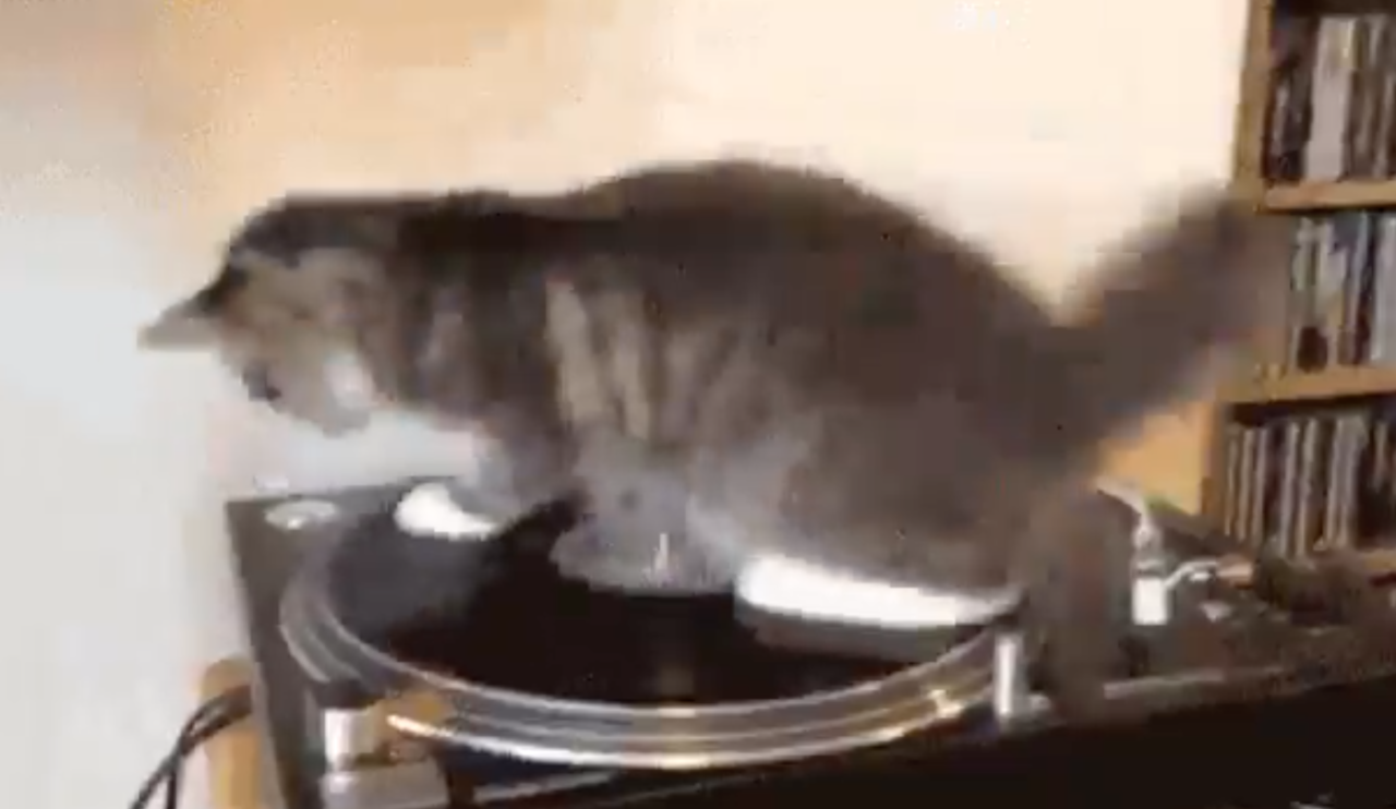 ターンテーブルに乗った猫