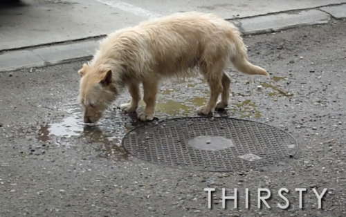 雨水を飲む犬