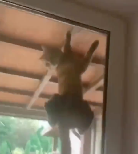 窓に張り付く猫
