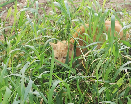 草の中の猫