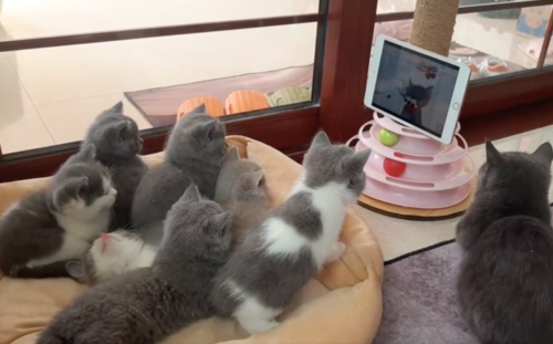 映像を見つめる猫たち