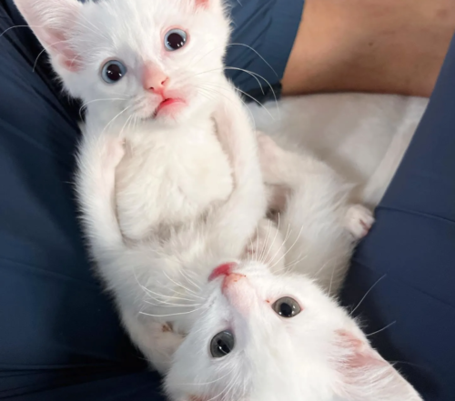 2匹の兄妹猫