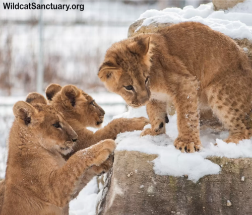 雪の中遊びまわる子ライオン