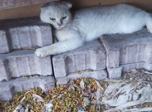 敷石の上で休む猫