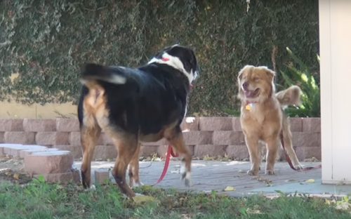 他の犬と遊ぶ