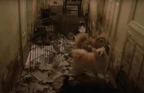 廊下に監禁される犬たち