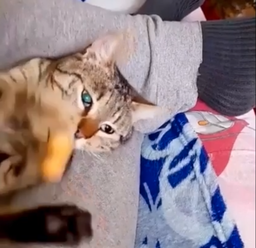 食べ物を掻っ攫う猫
