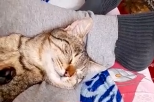 眠る猫