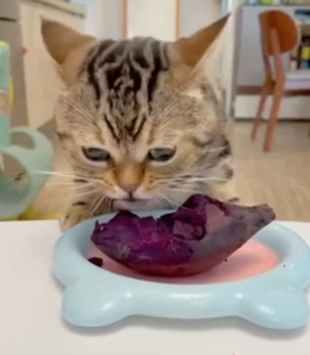 デーツを食べる猫
