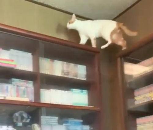 本棚の上に登る猫