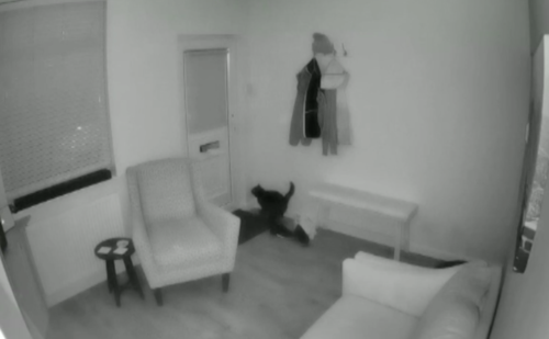 玄関前に飛び降りる猫
