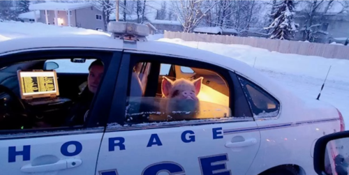 パトカーに乗せられる豚