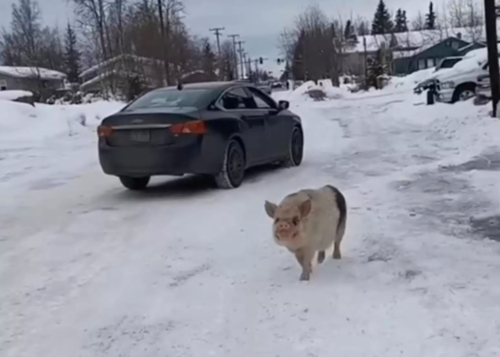 雪の中を彷徨う豚