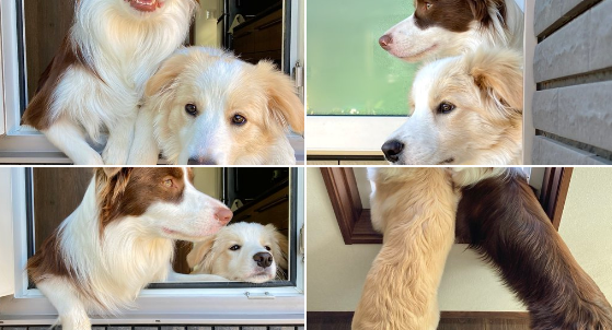 窓から顔を出す犬たち