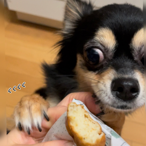 ドーナツを見る犬