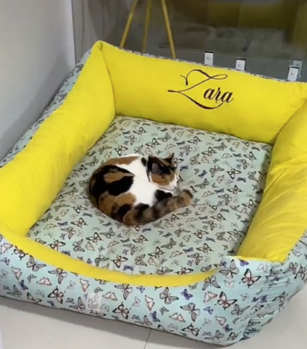 大きなベッドを使う子猫