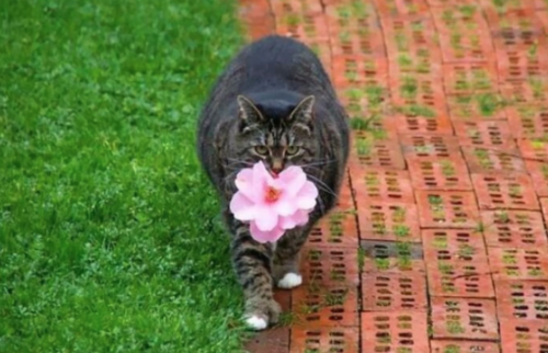 花を持ってくる猫