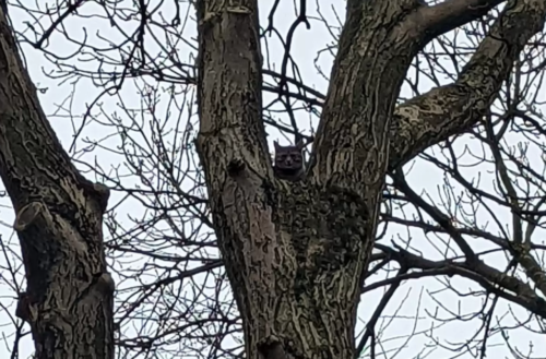 木の上で立ち往生する猫
