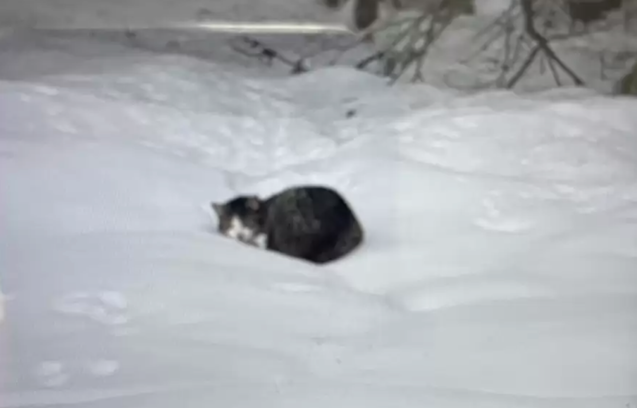 雪原で凍りついた猫