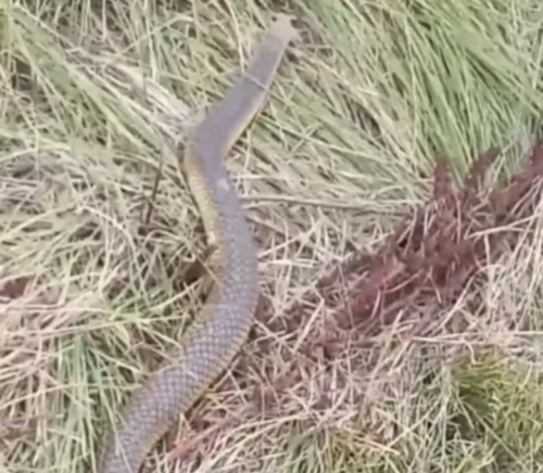体長1m50cmほどのヘビ