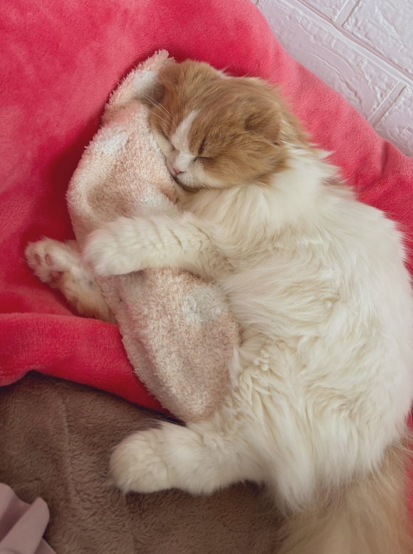 靴下を抱きしめて寝る猫