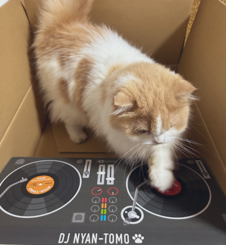DJする猫