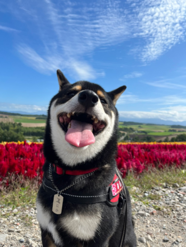 笑顔の犬
