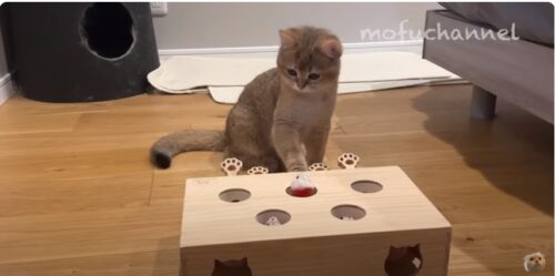 モグラたたきゲームと猫