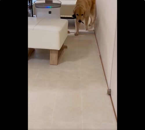 何かをくわえてくる犬