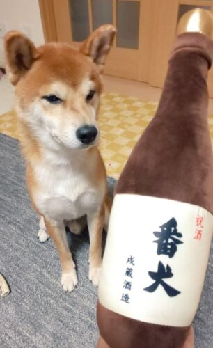 お酒のぬいぐるみを見る犬