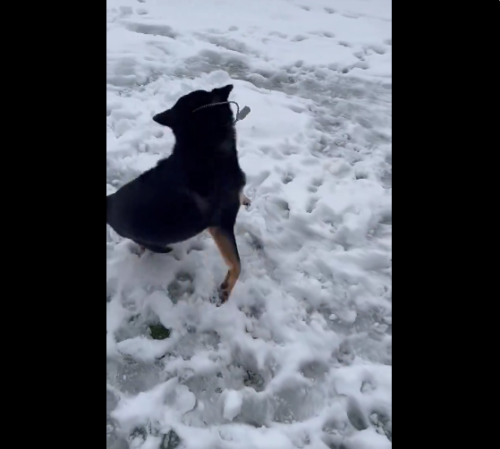 雪遊びをする犬