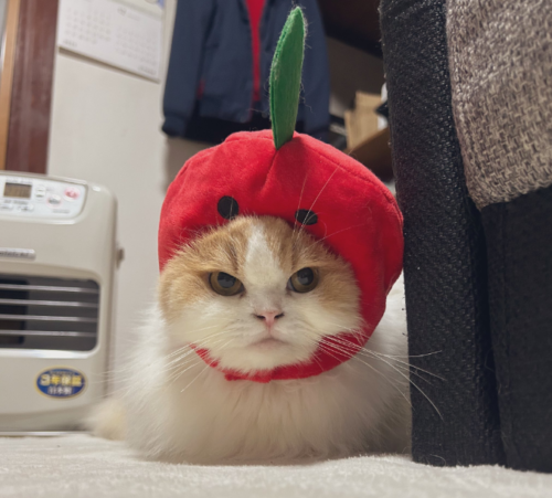 りんごの帽子を被る猫