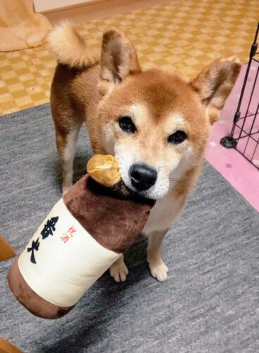 お酒のぬいぐるみを加える犬