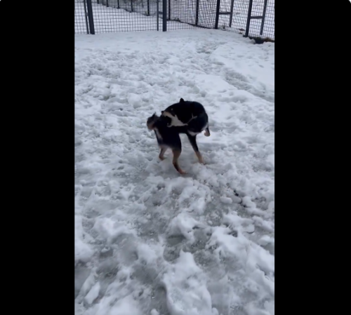 雪遊びをしている犬
