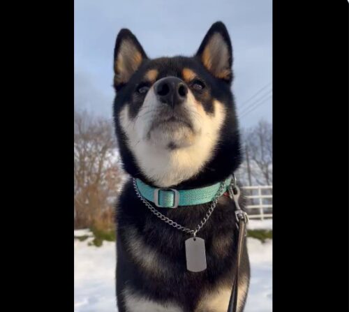 正面を向いている犬