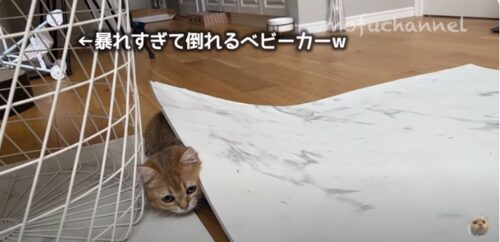 顔を出す猫