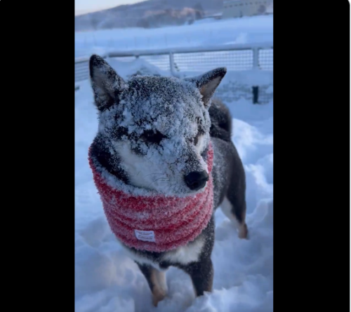 顔に雪が付いている犬
