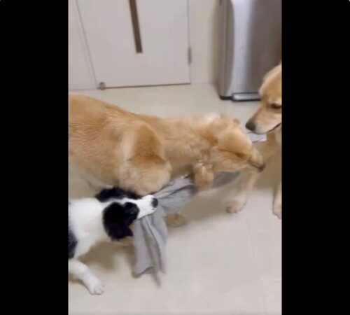 引っ張り合いをする犬たち