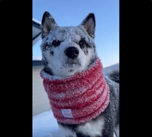 雪まみれの犬