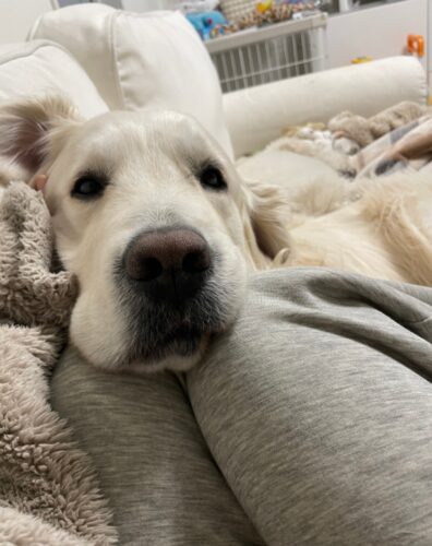 膝の上に顔を乗せている犬