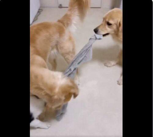 思いっきり引っ張る犬