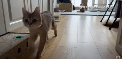 走ってくる猫