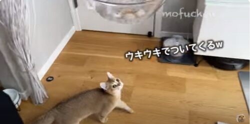 ウキウキな猫