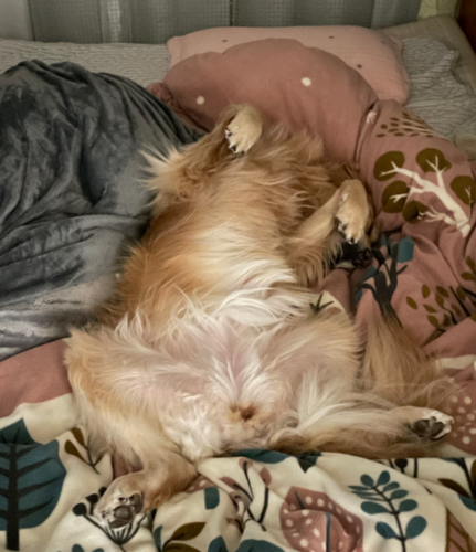 ベッドの真ん中で寝る犬