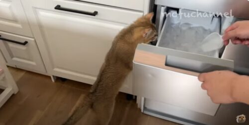 製氷機をのぞく猫