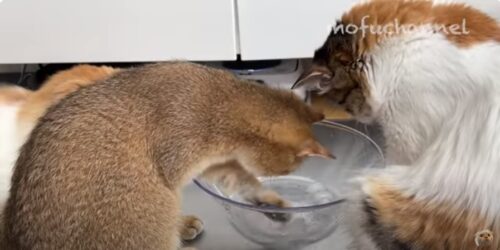 氷遊びをする猫