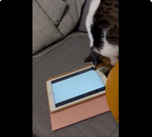 タブレットの裏をのぞく猫